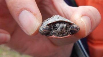 A small painted turtle found during the 2014 ForestGEO plot census