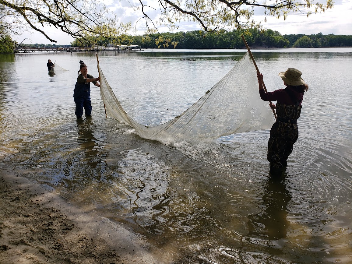 2 SERC volunteers are wearing waders and are in the water, close to the shore. They are each holding one end of a seine net that is partially in the water. There is a third volunteer, wearing waders, several feet away from the first 2 volunteers, and in a deeper part of the water. This volunteer is also carrying a seine net, pulling it from one end through the water and walking toward the shore.