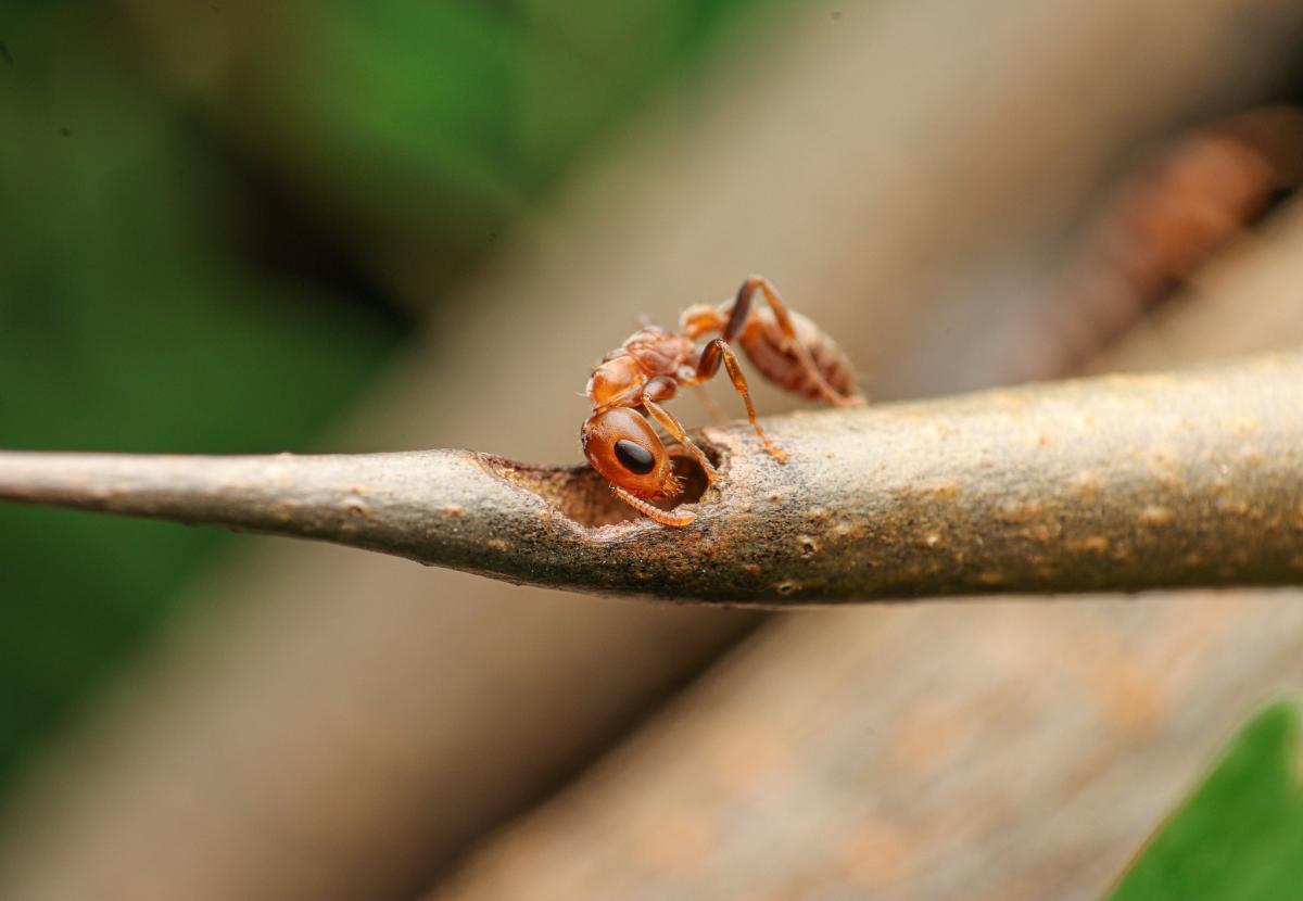 A closeup of an orange-brown Acacia ant looking into a hole in a branch