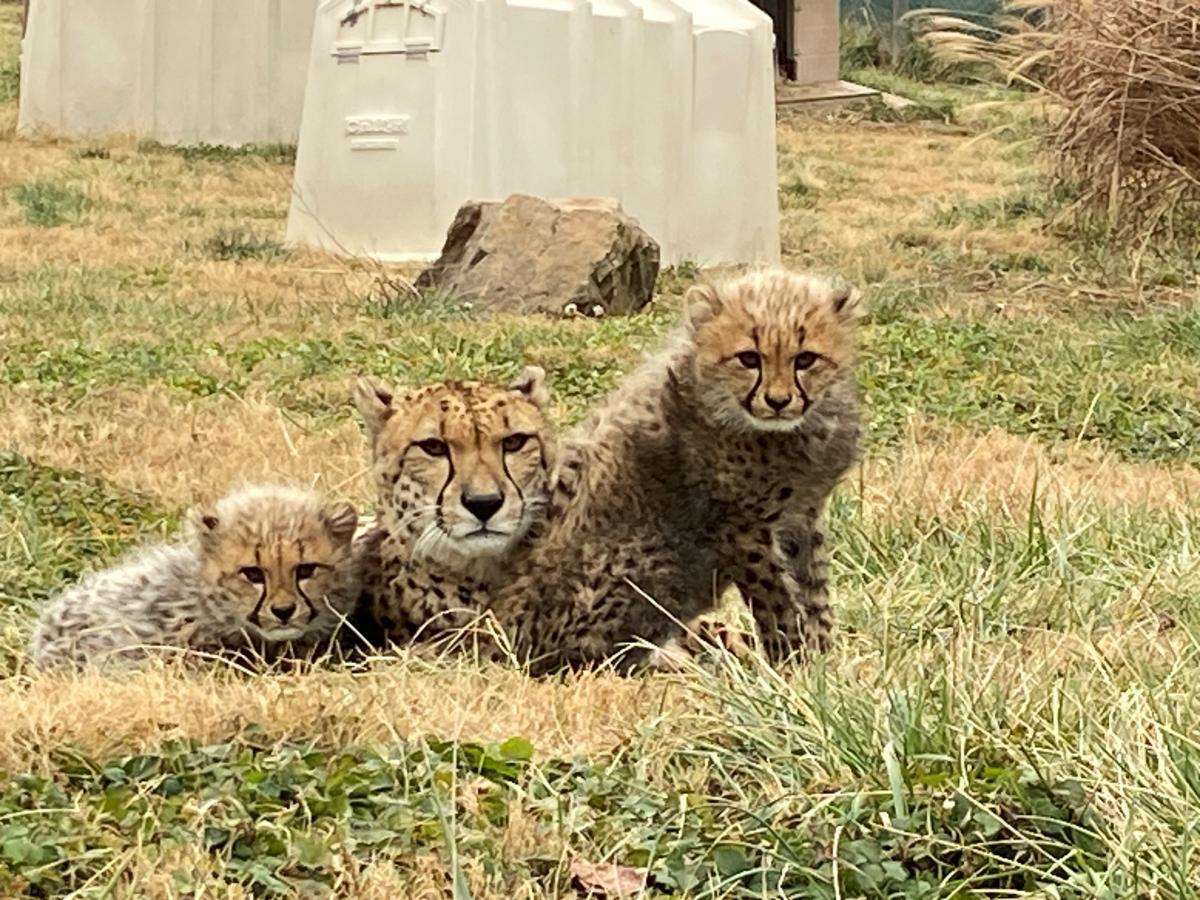 A female cheetah, named Amani, rests in the middle of her two cubs, on the grass. The 3 of them are facing the camera. The cub on the left is resting, while the cub on the right is sitting upright.