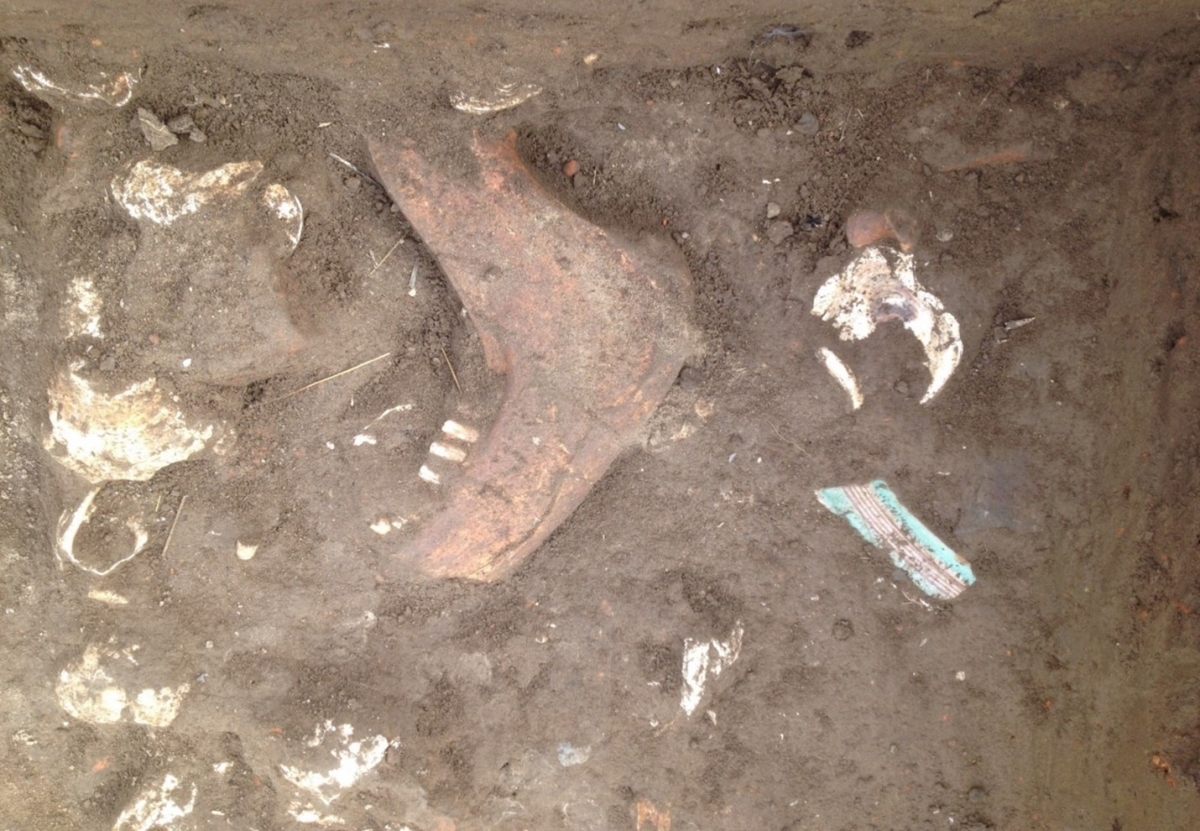 Left mandible of a cow, oyster shells, and the rim of a Northern Italian ceramic vessel, in a trash deposit, partially covered with dirt.