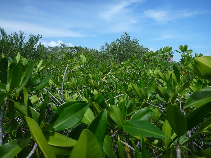 Mangroves under a blue sky