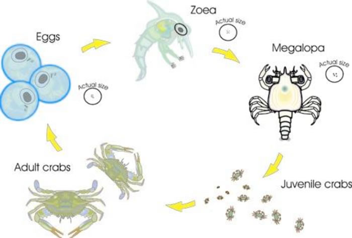 A blue crab life cycle diagram. Clockwise starting from far left: Eggs, Zoea, Megalopa, Juvenile crabs, Adult crabs