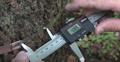 A digital caliper is held up by 2 hands to measure the gap created by the ends of the dendrometer band around the circumference of the tree.