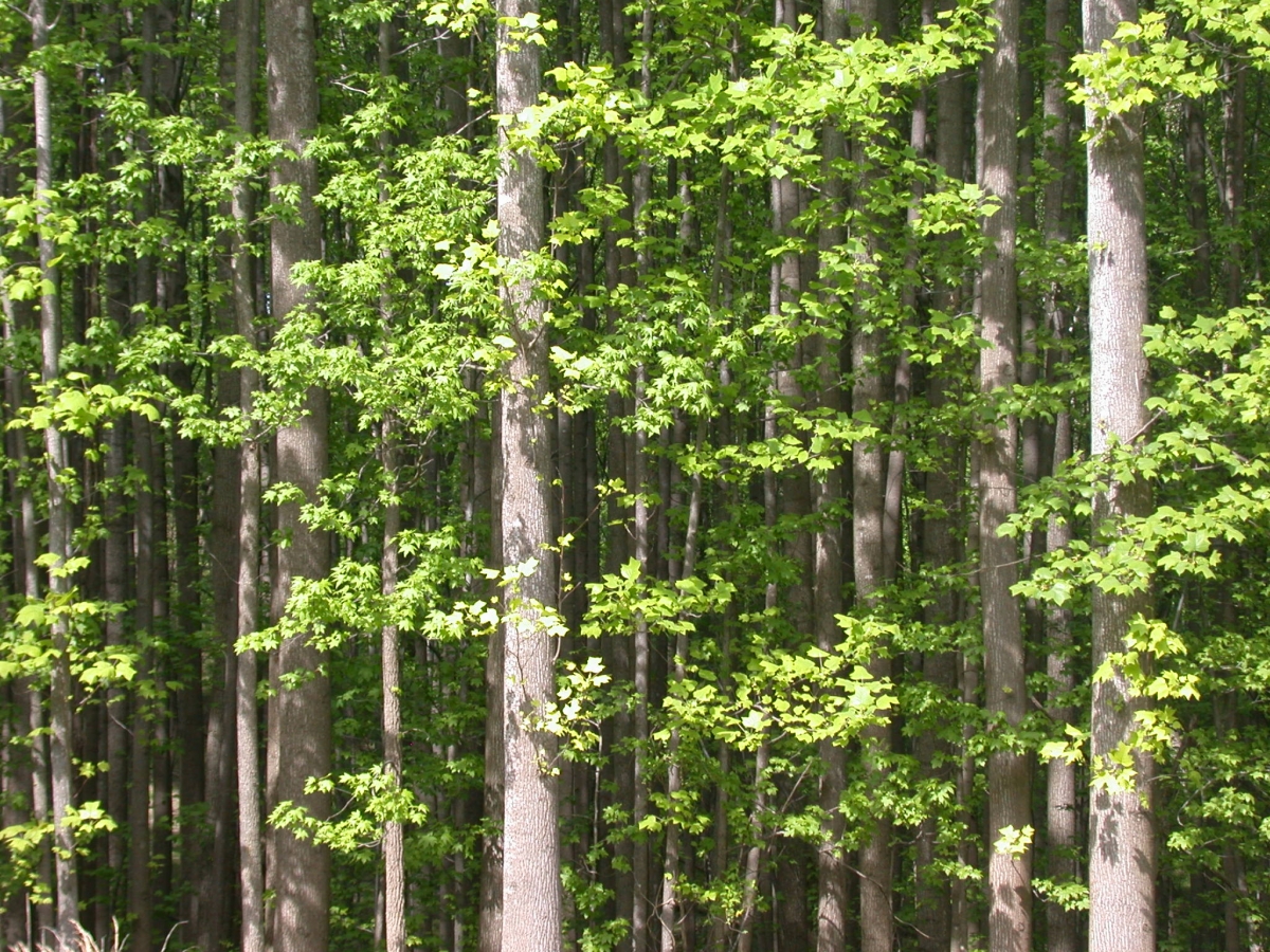 forest-canopy-sideview-serc.jpg