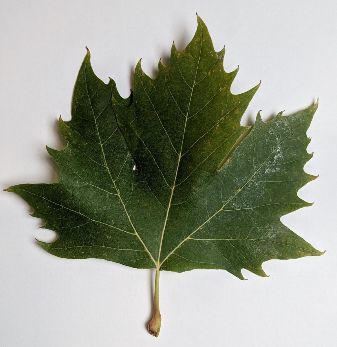 Data Literacy Set: Leaves and Climate Change | Smithsonian ...