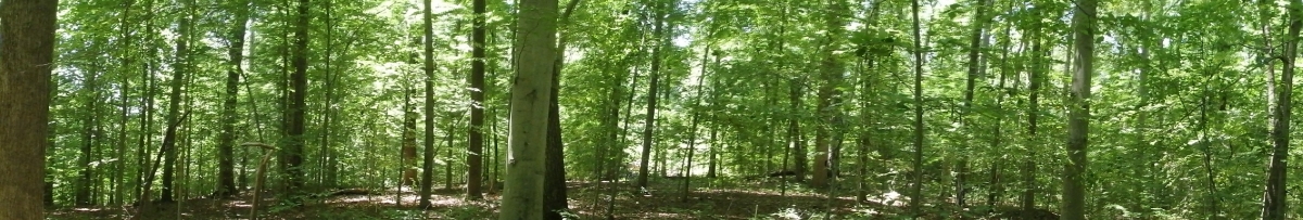 A cropped panoramic shot of a forest