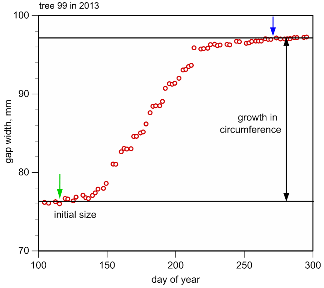 Graph of a series of gap width measurements of one tree over a growing season