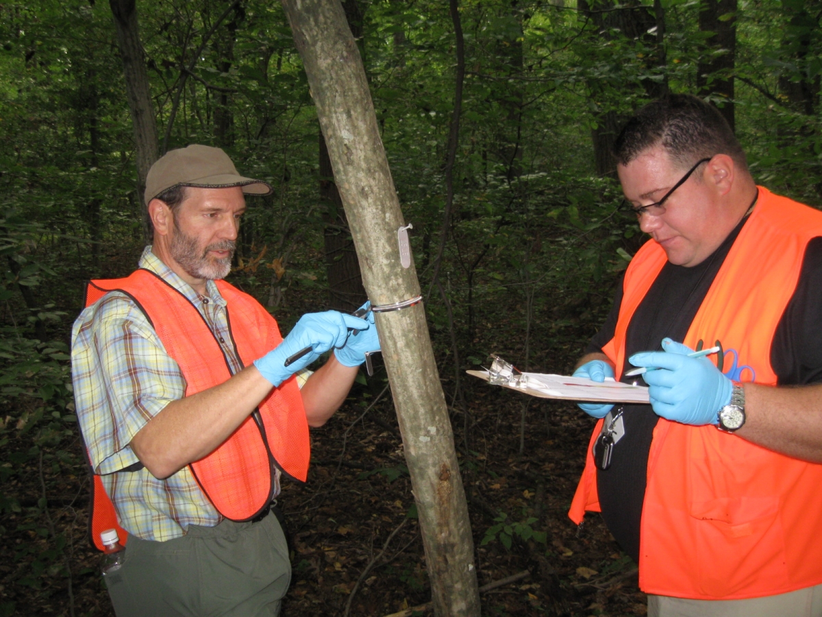 Taking and recording band dendrometer measurements