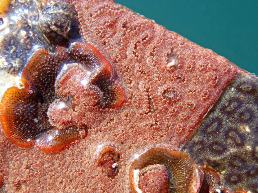 Salmon-colored invasive marine invertebrates