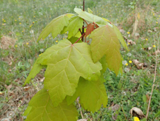 leaves