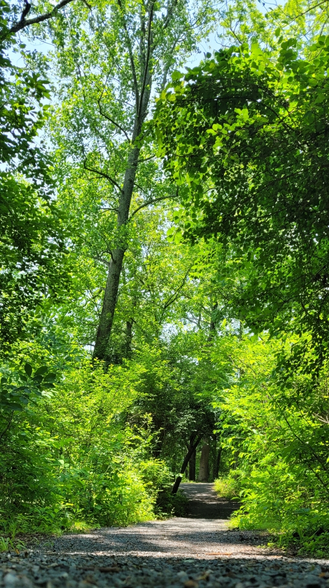 A trail through the forest