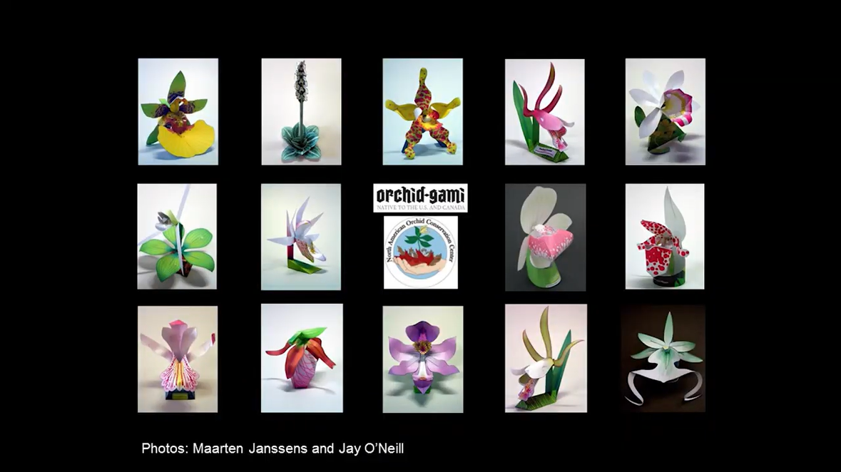 14 photos of built orchid-gamis laid out in a grid of 3 rows and 5 columns with the orchid-gami and NAOCC logo in the center. The text at the bottom says Photos: Maarten Janssens and Jay O'Neill
