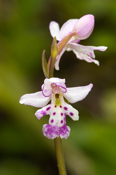 A closeup of a purple and white roundleaf orchid against a blurred, green background