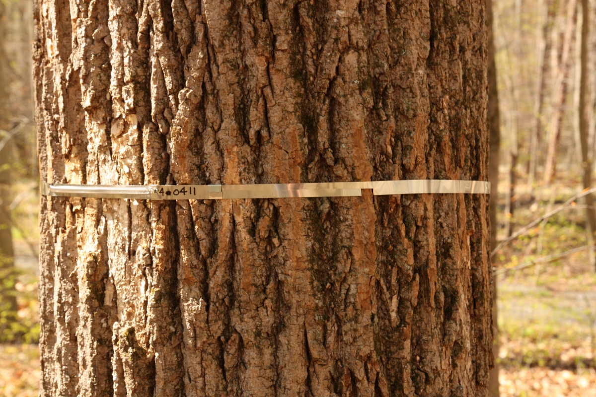 A silver metal dendrometer band around the circumference of a brown tree trunk