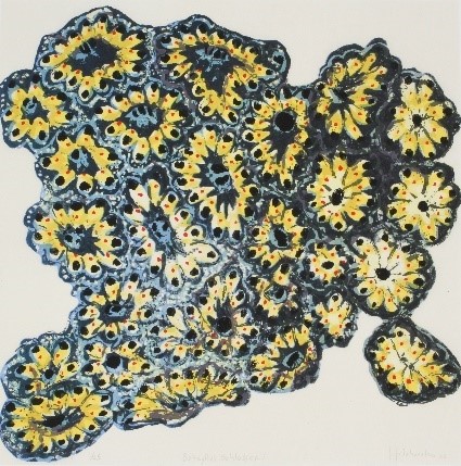 sheila-goloborotko-botryllus-schlosseri.jpg
