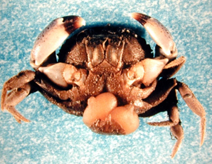 Infected mud crab